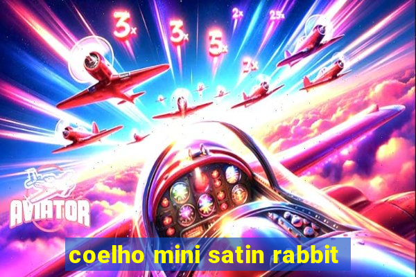 coelho mini satin rabbit